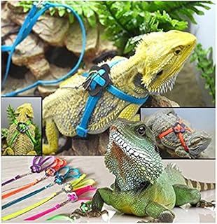 Best iguana harness